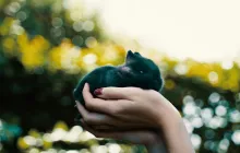 How to Budget for Pet Expenses